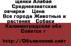 щенки Алабая (Среднеазиатская овчарка) › Цена ­ 15 000 - Все города Животные и растения » Собаки   . Калининградская обл.,Советск г.